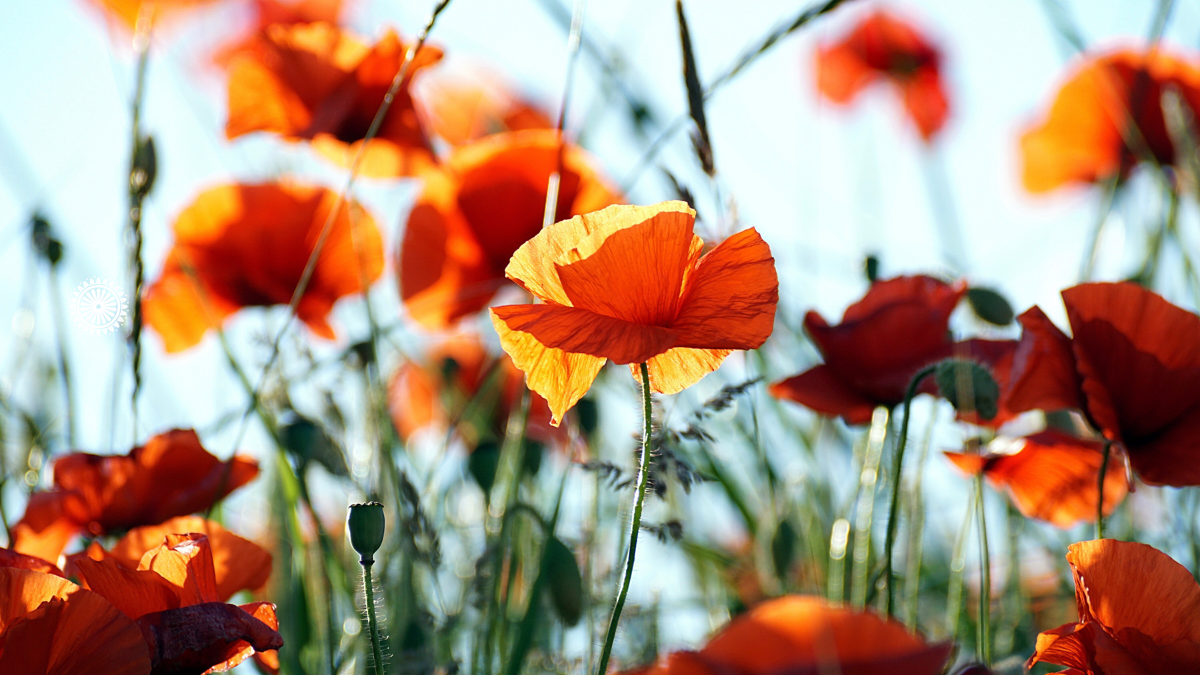 Shop online for Australian-owned, handmade, natural and organic skincare you can trust at www.shineomnatural.com.au/shop